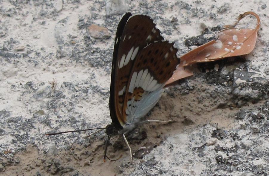 Limenitis camilla?